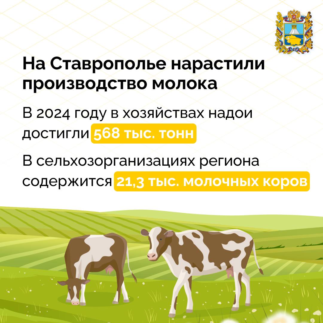 В Ставропольском крае отмечается положительная динамика в производстве молока  Надой в 2024 году превысил прошлый показатель на 1,3%.  Производством и реализацией молока в крае сегодня занимаются 33 сельхозпредприятия в 14 округах, общая численность поголовья молочных коров в них составляет 21,3 тыс.  «Молочное животноводство остается одним из основных направлений регионального АПК. В рамках поручений губернатора Владимира Владимирова сельскохозяйственным товаропроизводителям ежегодно предоставляются меры господдержки, что позволяет компенсировать от 20% до 60% затрат», — отметил первый замминистра сельского хозяйства Ставропольского края Евгений Грищенко.