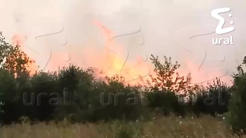 Жители Красноярска обнаружили змею у подъезда в Белых росах