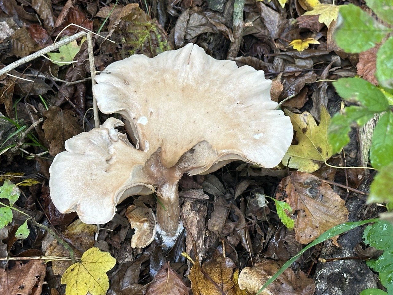 В Горячем Ключе за неделю 11 человек отравились грибами Двоих в тяжёлом состоянии перевели в Краснодар Ядовитые грибы содержат токсины которые невозможно нейтрализовать обработкой Даже небольшое их количество опасно для печени почек или нервной системы Любители грибов будьте осторожнее Кубанские Новости Мы в MAX