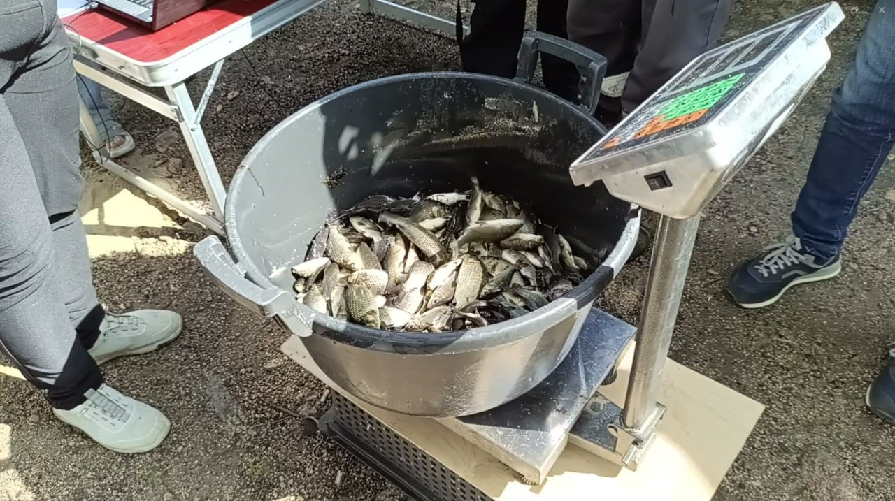 Более 200 тысяч мальков сазана выпустили в Шершнёвское водохранилище В Челябинской области по поручению главы региона Алексея Текслера реализуется масштабный проект по реабилитации реки Миасс В его рамках в два этапа пройдёт зарыбление водоёма Накануне 200 тысяч мальков сазана было выпущено в Шершнёвское водохранилище Данный вид рыб обладает высокой степенью адаптивности и играет большую роль в поддержании биологического равновесия Второй же этап планируется реализовать в следующем году В общей сложности в Шершни будет выпущено порядка полумиллиона молодых особей сазана eugenejut