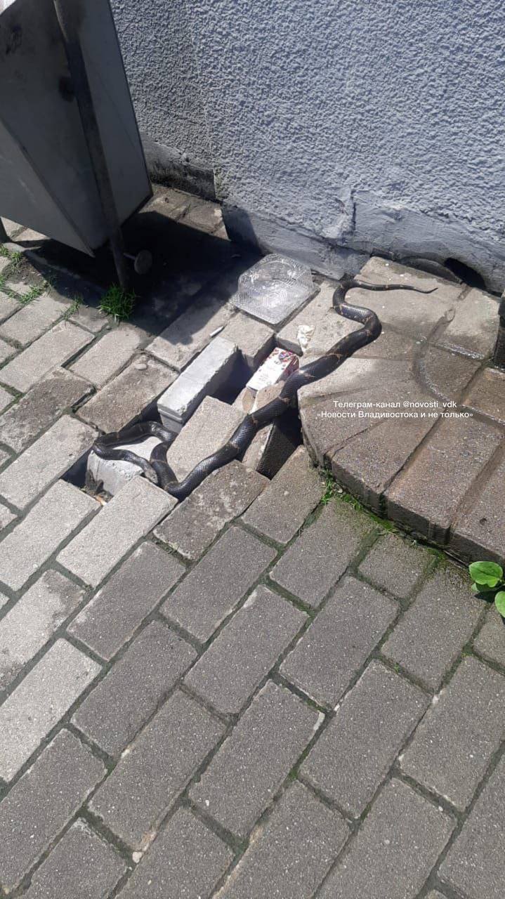Во Владивостоке поймали змею прямо в центре города Жители заметили змею возле здания на Изумруде. По словам очевидцев, пресмыкающееся спокойно ползало среди плитки, пока его не поймали. Пострадавших нет, но кадры напугали многих — не каждый день такое встретишь среди машин и асфальта. Источник: / Реклама