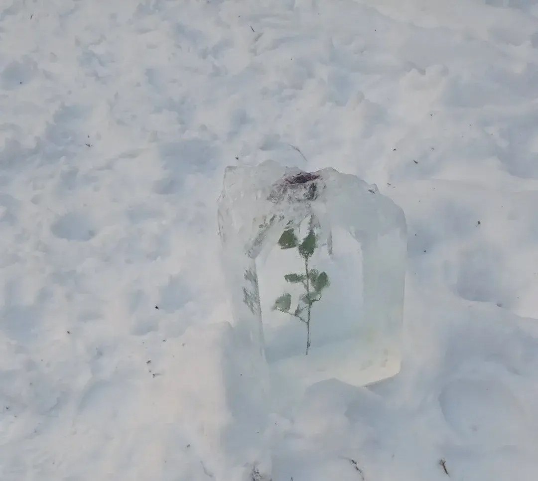 Роза в морозе Снежная королева устроила цветочную криокамеру в Петербурге В Шуваловском парке обнаружили алою розу замороженную досуха Кто её так законсервировал неизвестно но теперь цветок стоит как инсталляция до оттепели Комитет по благоустройству Читай нас в MAX Читай нас в Telegram