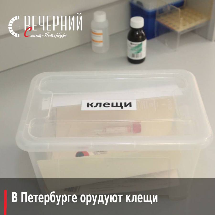 В Петербурге зафиксировали 146 укусов клещей за неделю С 24 по 30 апреля 2025 года в Санкт-Петербурге было зарегистрировано 146 случаев укусов клещей в 14 районах города, а всего 777 человек, включая 120 детей, обратились в медицинские учреждения с жалобами на укусы. Наибольшее количество случаев зафиксировано в Пушкинском районе 47 , Приморском 17 и Колпинском 15 . Также в Санкт-Петербурге зафиксировано 5 случаев клещевого боррелиоза. Лаборатории проверили 712 клещей на вирусный энцефалит, заражения не выявлено, но 138 клещей оказались заражены иксодовым боррелиозом. Вакцинацию против клещевого энцефалита прошли 6 487 человек, из которых 2 993 — дети. Будьте внимательны и не забывайте о профилактике! Фото: Александр Глуз Вечерний Санкт-Петербург