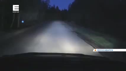 Медведь замечен в Кемеровской области и Трехгорном, власти принимают меры
