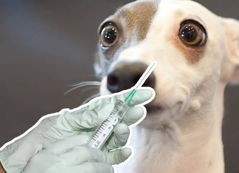 В Госдуме предложили лечить у ветеринаров только чипированных питомцев Депутаты выступили с инициативой оказывать ветеринарную помощь исключительно животным поставленным на учёт с помощью микрочипа По мнению авторов это поможет контролировать численность кошек и собак повысить ответственность владельцев и сократить количество бездомных животных На федеральном уровне обязательное чипирование пока не введено но ряд регионов включая Алтайский край приняли собственные законы В нашем регионе учёт стал обязательным год назад За это время чипировали уже 80 тысяч домашних питомцев пишут Вести Алтай Стоимость процедуры в государственной клинике начинается от 600 рублей в частных от 1000 рублей