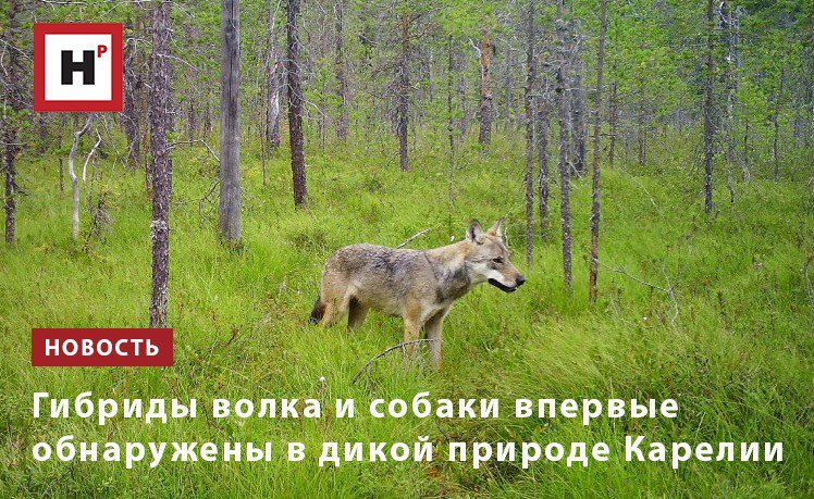 Генетическое исследование волков, добытых охотниками в Карелии, показало: в популяции начали появляться гибриды как результат скрещивания диких животных с собаками. По мнению ученых, это может происходить из-за пресса охоты – так вид стремится сохраниться. Однако гибридизация наряду со снижением генетического разнообразия, вызванным близкородственным скрещиванием, может угрожать существованию популяции в целом – животные теряют жизнеспособность, утрачивая полезные признаки и накапливая вредные мутации. Кроме того, поведение гибрида волка и собаки менее предсказуемо и поэтому более опасно для человека, чем у чистокровного волка. «Роль волка в природе крайне важна: он регулирует численность копытных, убивает больных и слабых животных. Истребляя волка, мы нарушаем баланс в экосистеме», – считает младший научный сотрудник Института биологии КарНЦ РАН Анастасия Кузнецова. Фото: Данила Панченко / Институт биологии КарНЦ РАН Подробнее на портале Научная Россия #волк #карелия