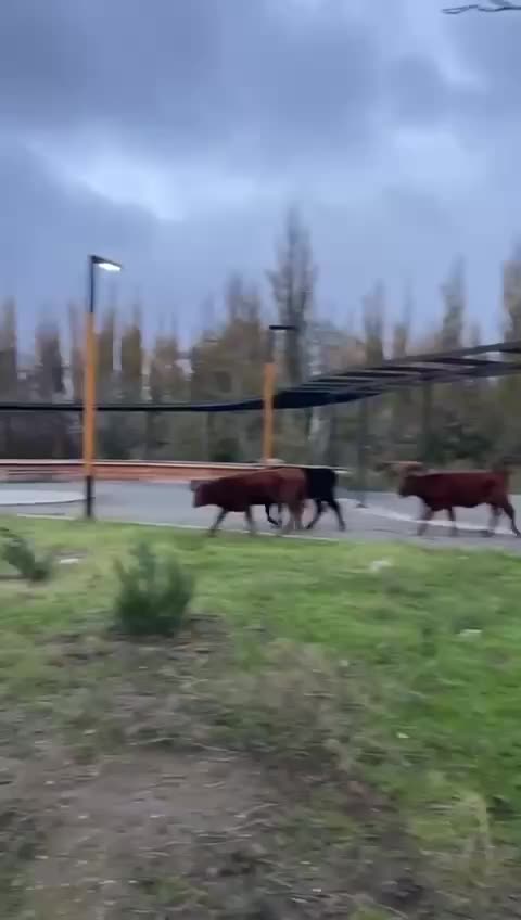 В Махачкале отловили коров, уничтожавших насаждения экоактивистов