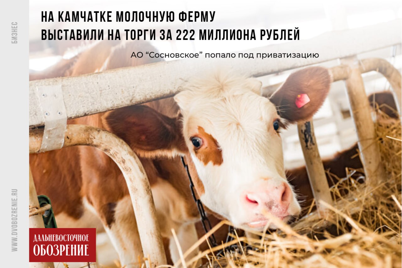 На Камчатке молочную ферму выставили на торги за 222 миллиона рублей Росимущество выставило на торги акции камчатского АО “Сосновское” в рамках приватизации. Начальная цена — почти 222 миллиона рублей. На продажу выставили 100% уставного капитала компании. Дата проведения аукциона — 26 июня, сообщает “Дальневосточное обозрение”. Молочная ферма расположена в Елизовском районе Камчатского края. Основной вид деятельности — разведение крупного рогатого скота и производство молока. Во владении компании находится участок площадью в 740 гектаров и недвижимость в 9 тысяч квадратных метров. Выручка АО “Сосновское” за 2024 год, по данным “СПАРК-Интерфакс” 18+ , составила 113 миллионов рублей. При этом чистый убыток — почти 22 миллиона. Фото: Ольги Цыкаревой ДВ-Обозрение Другие новости