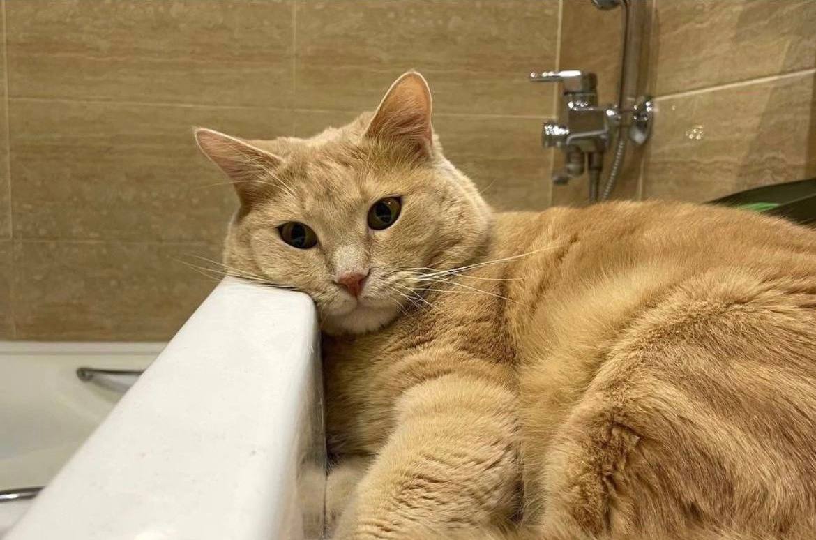 В Благовещенске изменился график отключений горячей воды «Изменения направлены на минимизацию дополнительных отключений горячей воды при замене оборудования», — сообщили в Амурских тепловых сетях АО «ДГК». Новый график отключений: 21.07-01.08 — центральный район: потребители квартала №161, а также центральной части города от ул. Мухина до ул. Театральная между ул. Пролетарская до ул. Амурская 04.08-15.08 — центральный район: от узла «А» Благовещенской ТЭЦ до ул. Б.Хмельницкого между ул. Пролетарская – ул. Красноармейская. Под повторное отключение попадает центральная часть города от ул. Б.Хмельницкого до ул. Больничная между ул. Ленина – ул. Горького. 18.08-05.09 — Плодопитомник, СХПК Тепличный, Гормолкомбинат, Воинская часть 2068, ж/д между ул. Тепличная-Студенческая, от ул. Игнатьевское шоссе до района расположения СХПК «Тепличный», ж/д на «Солнечный», АНК, «Подсолнухи», район пенсионного фонда и школы №16. Под повторное отключение попадают микрорайоны №2 и 3, КПП, ЦЭС.