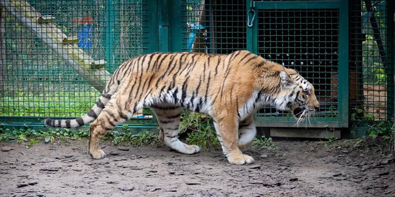 В ноябре в центр воспроизводства редких видов животных прибыли две самки амурского тигра Их отловили в Хабаровском крае в конце 2024 года Это сделали для обеспечения безопасности граждан и сохранения жизни самих редких животных Переезд тигрицы перенесли хорошо Сразу после прибытия в центр воспроизводства их выпустили в персональные вольеры Быстро и тщательно обследовав пространство хищницы направились в домики укрытия для отдыха Самок включат в программу сохранения амурского тигра в неволе которую координирует Московский зоопарк
