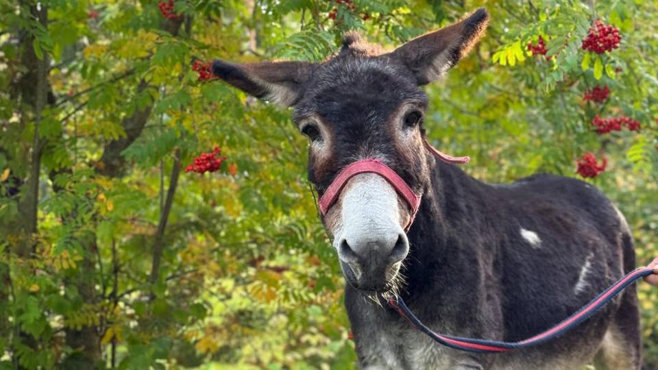 В зоопарке Великого Устюга поселился ослик Жорик который принимал участие в СВО Ранее он служил в 1430 м гвардейском полку Жорик помогал бойцам переносить снаряды и снаряжение После окончания службы для него нашли новый дом где ему обеспечат спокойную и безопасную жизнь Сейчас Жорик под присмотром специалистов проходит ветеринарные процедуры и постепенно привыкает к новой обстановке