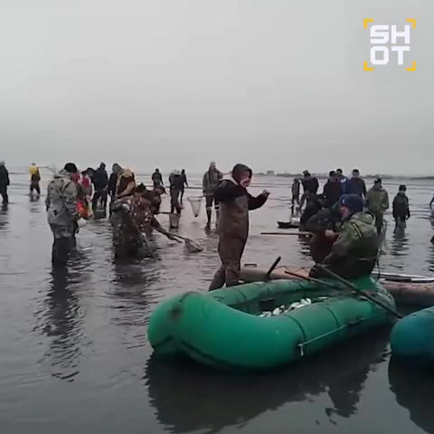 Колымчане активно ловят селедку на Ольском лимане во время нереста