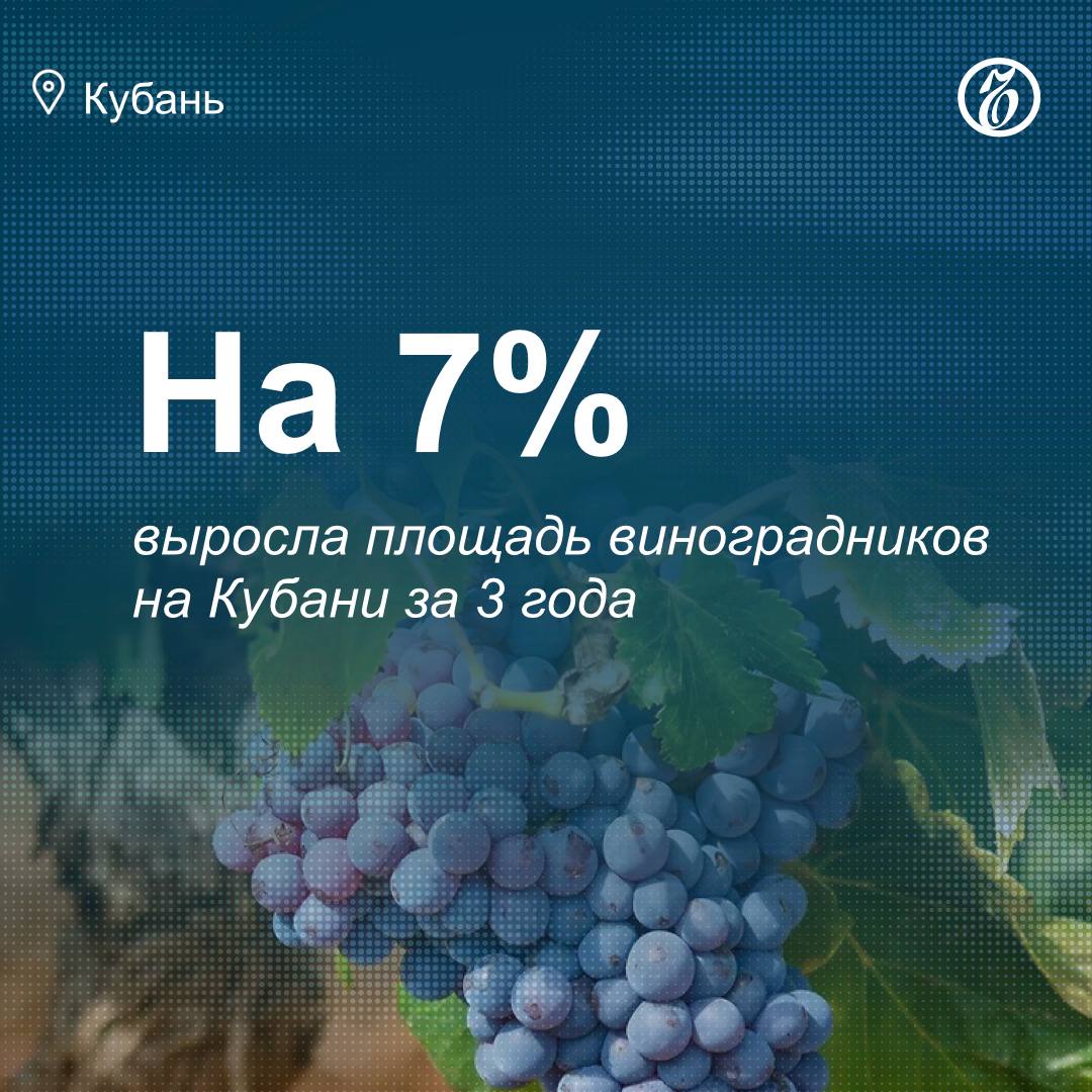Площадь виноградников в Краснодарском крае с 2022 года увеличилась на 7% и достигла 32,5 тыс. га, сообщили «Ъ-Кубань» в региональном министерстве сельского хозяйства. В 2025 году власти планируют заложить еще 1,5 тыс. га новых насаждений. Несмотря на расширение посадок, валовой сбор винограда за тот же период уменьшился с 283,1 тыс. тонн до 254,7 тыс. тонн. Объем капиталовложений в винодельческую отрасль региона значительно вырос, достигнув в 2024 году 3,4 млрд руб. Этот показатель превосходит результаты прошлых лет: 2 млрд руб. в 2022 году и 2,8 млрд руб. в 2023 году. Подробнее — в материале «Ъ-Кубань». #ЪУзнал
