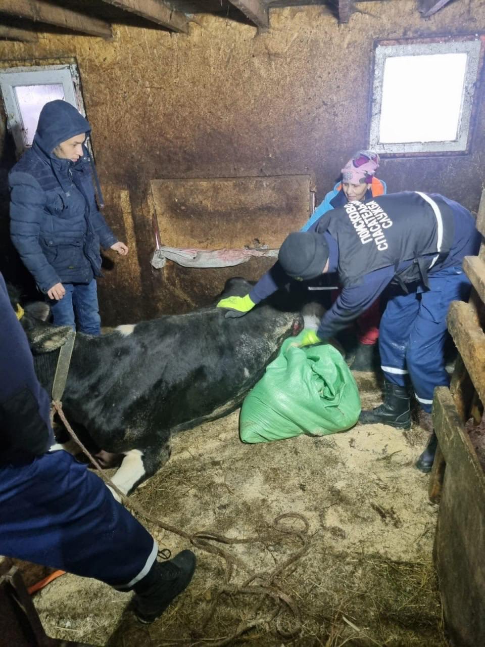 Спасатели помогли корове встать на ноги, потому что она не смогла подняться самостоятельно.   Животное оступилось и упало. Долгие попытки встать не увенчались успехом. Фермер нашёл рогатую уже обессиленной и обратился за помощью. Спасатели с помощью специального оборудования подняли животное. С коровой теперь всё хорошо.   Фото: Центр защиты населения.    Подписаться   прислать новость