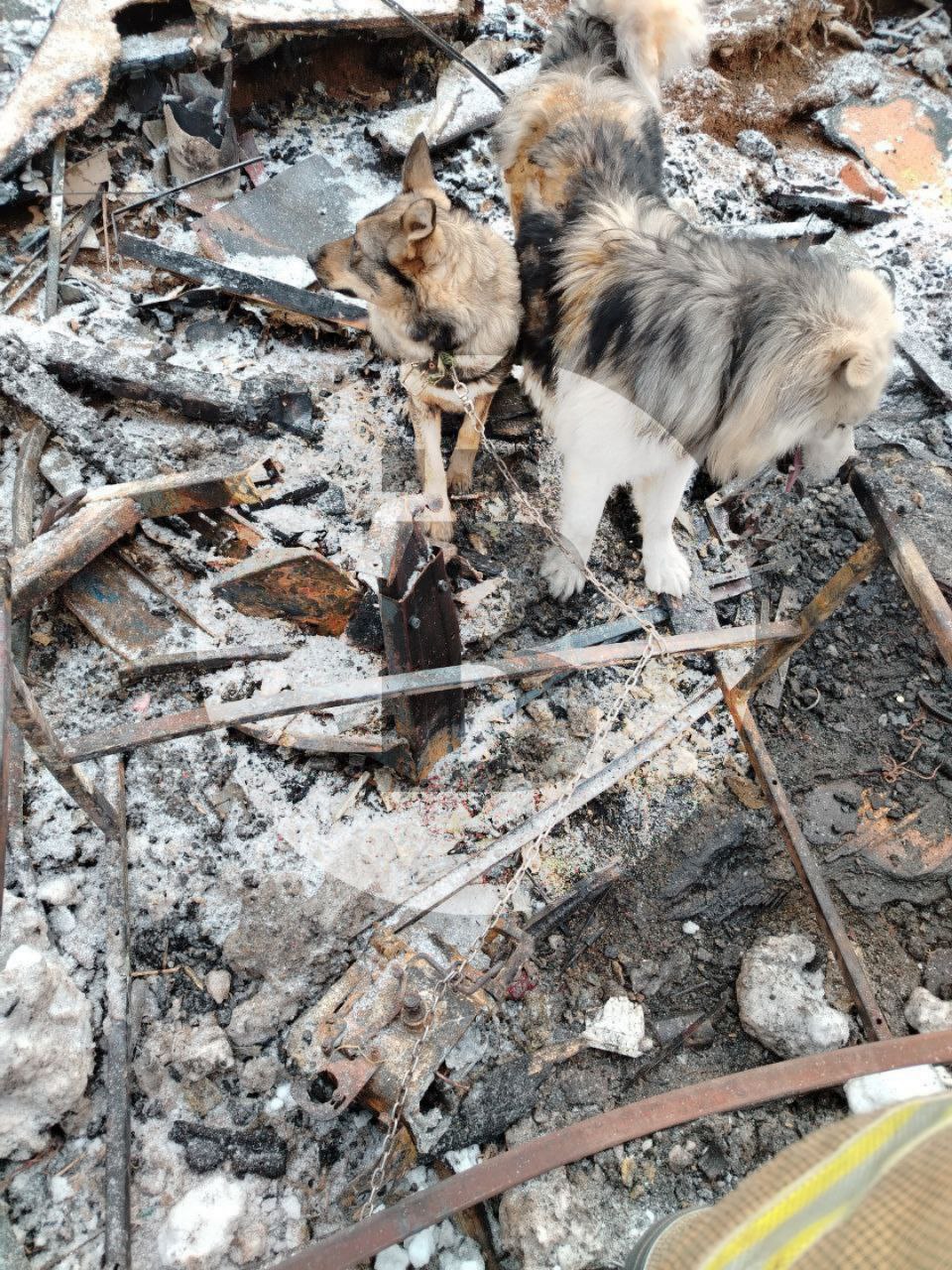 На месте взрыва найдены две собаки чудом уцелевшие в эпицентре пожара В данный момент они на цепи Требуется помощь волонтёров Шерсть опалена животные испытывают сильный стресс сообщают сотрудники МЧС
