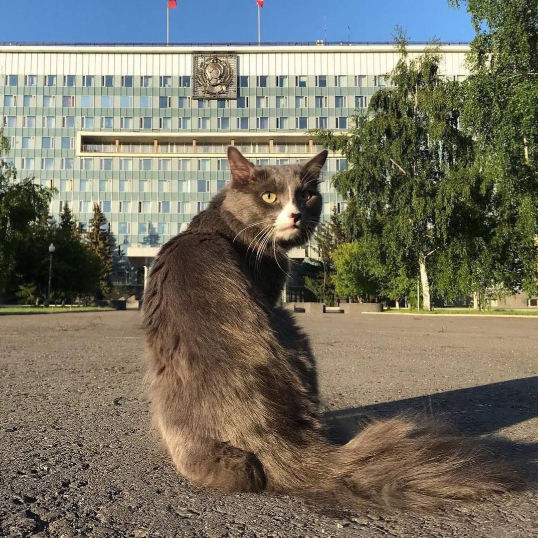 В Перми ищут пропавшего кота Барсика — первого официально трудоустроенного пушистого.    Что это за кот? Барсик стал известным в 2016 году, когда его взяли на работу в строительную компанию. Он с личным водителем ездил по квартирам и снимался в рекламе, за что и получал оклад в ₽33 тыс. Затем пушистый бизнесмен сменил род деятельности и получил должность гендиректора в местной кофейне, где за деньги развлекал посетителей  а за ₽10 тыс. мог «развлечь» и кошку .    И как он пропал? Ночью 1 ноября Барсик сбежал из таунхауса в микрорайоне Висим. Хозяин предположил, что пушистый предприниматель мог «отправиться за кошечкой и загулять». Его ищут уже сутки, пока что безуспешно — за поимку назначили награду в ₽75 тыс. Заплатить обещают и за любую информацию о местонахождении беглеца.    , чтобы Барсика нашли целым и невредимым    PostNews — здесь объясняют новости