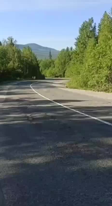 Медвежата устроили бой на дороге в Башкирии