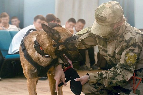 Сотрудница кинологической службы Росгвардии с позывным «Зена» и бельгийская овчарка по кличке Зорган пришли в гости к ученикам профильных классов ведомства одной из школ Мелитополя. Встреча состоялась в преддверии Дня сил специального назначения Росгвардии.   Девушка-кинолог познакомила школьников с особенностями службы в войсках правопорядка и секретами своей профессии. Также ребята узнали о некоторых нюансах воспитания и дрессировки разных пород собак.    Читайте подробно на официальном сайте Росгвардии