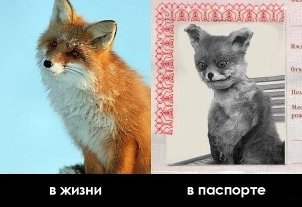 МВД: редактирование фото может стать основанием для отказа в получении паспорта В ведомстве рассказали, что с начала года в выдаче и замене российского паспорта по различным основаниям было отказано более 1,5 тысячам заявителей. Одна из причин - неправильно сделанная фотография... Как отметили в МВД, не допускается редактирование изображения в целях улучшения внешнего вида лица или его художественной обработки. Кроме того, получению документа может помешать наличие цветных линз или очков, оправа которых закрывает глаза. При этом для людей, постоянно носящих очки, обязательно фотографирование в очках без тонированных стекол. В ведомстве напомнили, что фотография должна быть на белом фоне, без всяких посторонних предметов, а само изображение - четким, чтобы были видны все особенности лица.