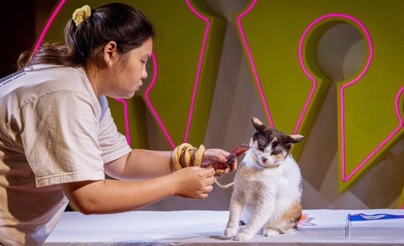 Правительство Таиланда признало кошек важной частью экономики Рынок товаров и услуг для кошек в Таиланде достиг 367 8 млрд бат 11 8 млрд что превысило аналогичный рынок для собак 7 2 млрд сообщает РБК Правительство признало этот сектор важной частью экономики В ноябре 2025 года пять местных пород сиамская супхалак корат конжа и кхао мани были объявлены национальными символами для сохранения генетики и стимуляции экономики Драйверы роста урбанизация и культурная значимость Рост спроса на кошек как более компактных питомцев стимулируют урбанизация и дефицит жилья Бизнес связанный с кошками кафе корма одежда лекарства процветает даже на фоне спада туризма число иностранных гостей упало на 7 2 в 2025 году Власти подчеркнули что эти породы неотъемлемая часть тайских верований обычаев и культурных практик Контекст для России рынок зоотоваров превысил 500 млрд рублей В России рынок зоотоваров также демонстрирует взрывной рост По словам управляющего директора сети Зоозавр Фёдора Зюзикова его объём в 2024 году превысил 500 млрд рублей обогнав рынок кибербезопасности Около 60 семей в стране имеют домашних животных а кошек насчитывается около 50 млн почти на каждого третьего россиянина Таиланд в свою очередь остаётся популярным направлением для отдыха россиян Навигация по каналам  Акции  Облигации  Китай  Трейдинг  Новости  Клуб