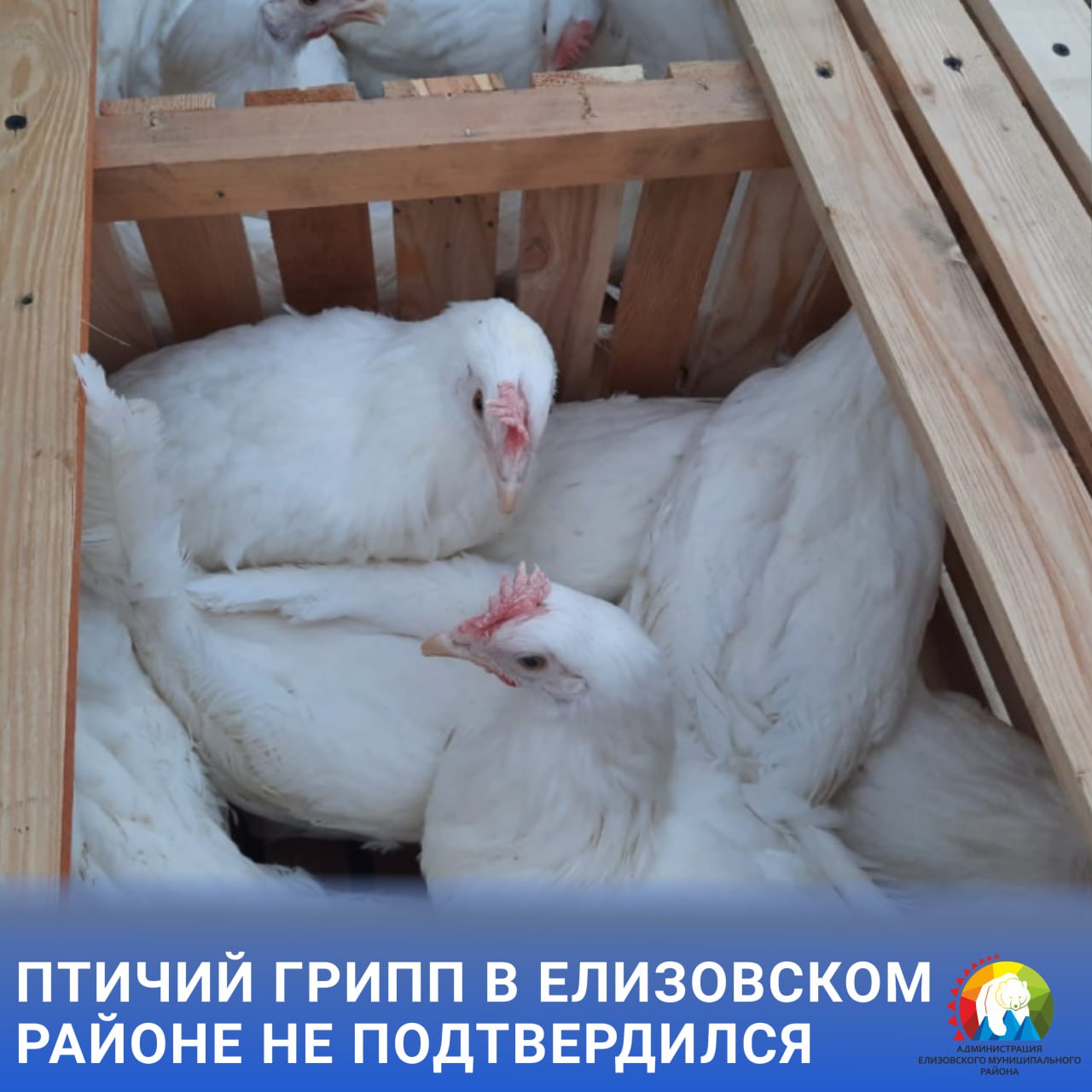 Информация о вспышке птичьего гриппа распространившаяся в минувшие выходные на территории Елизовского района не подтвердилась Об этом сообщили в правительстве Камчатского края Ранее из за сообщения о возможном очаге заражения домашней птицы на одном из личных подсобных хозяйств в посёлке Новом на территории муниципалитета был введён карантин для предотвращения распространения инфекции В субботу 25 октября в 11 часов было проведено заседание противоэпизоотической комиссии на которой было принято решение об установлении ограничительных мероприятий Всё это было утверждено постановлением губернатора так предписывают ветеринарные правила рассказал временно исполняющий обязанности министра сельского хозяйства пищевой и перерабатывающей промышленности Камчатского края Вячеслав Черныш Контрольные пробы взятые в личном подсобном хозяйстве были направлены в лаборатории Управления Роспотребнадзора Всероссийского научно исследовательского института защиты животных и Национального центра безопасности рыбной и сельскохозяйственной продукции Россельхознадзора Также была проведена зачистка помещений По результатам анализов вспышка птичьего гриппа в личном подсобном хозяйстве Елизовского района не подтвердилась В настоящее время проводятся мероприятия по снятию карантина ЕМР экономика