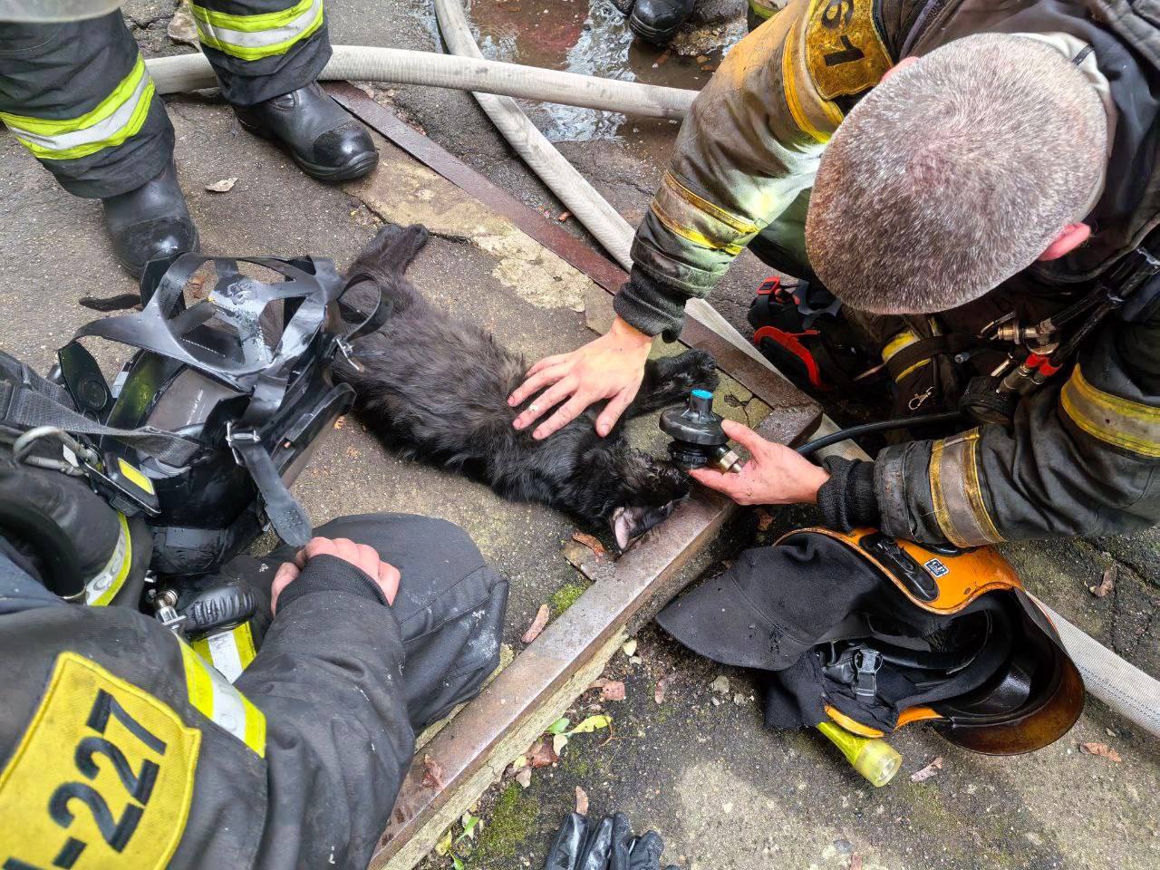 В Красногорске в одной из квартир произошел пожар Люди успели эвакуироваться но один из домашних любимцев остался в задымленной ловушке Пожарные во время тушения нашли котика без сознания и вынесли его на улицу После реанимационных действий котейка пришел в себя хозяйка была невероятно счастлива Подписаться Прислать новость