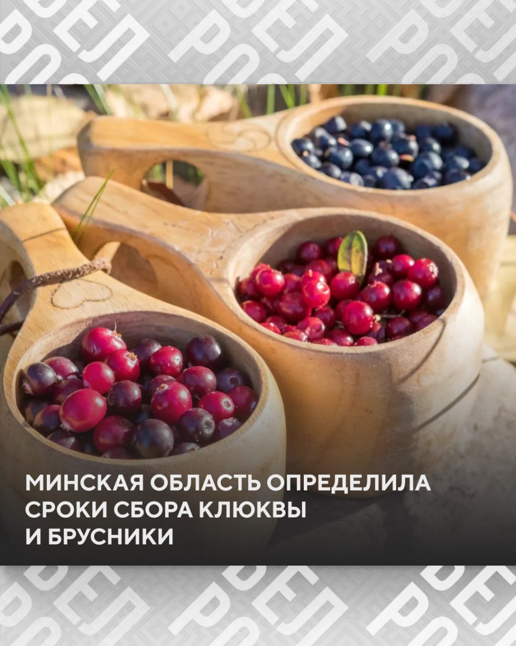 В Минской области сбор дикорастущей брусники начнется 14 августа  А старт сезона сбора клюквы назначен на 8 сентября. Соответствующее решение Миноблисполкома опубликовано на Национальном правовом портале.