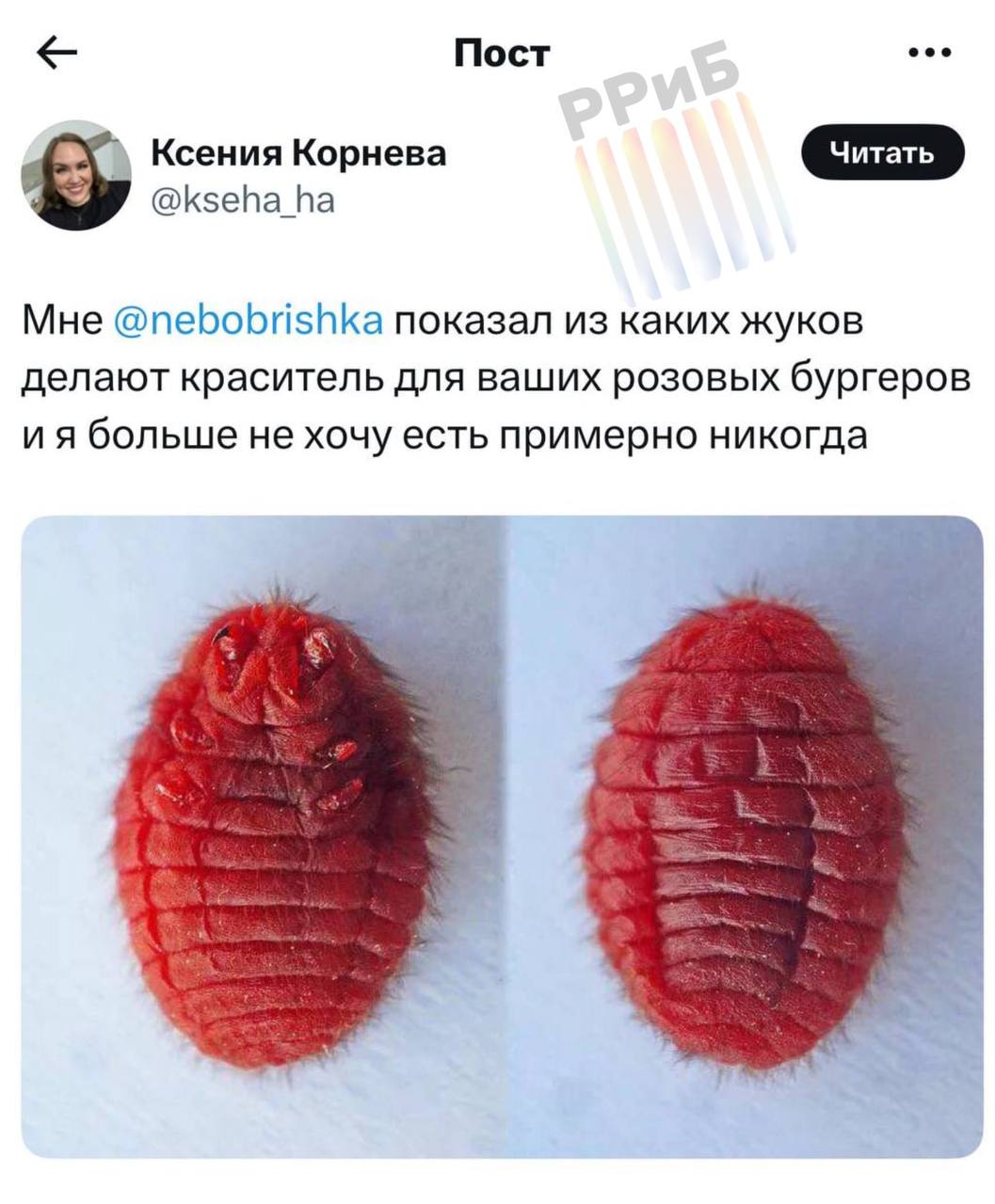 Насекомых, из которых делают краситель для розовых бургеров «Вкусно — и точка», показали в сети. Это самки кошенильных червецов — крошечные насекомые, которых разводят на кактусах ради получения кармина пищевого красителя E120 . Добавка считается безопасной и разрешена к использованию в России. Кармин используют не только в бургерах: его можно найти в красной помаде, M&M’s, конфетах, клубничных йогуртах, леденцах, колбасах, а также некоторых ликёрах и глазури для выпечки.