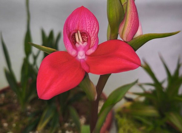 Редкая орхидея из Африки расцвела в ботаническом саду ННГУ Disa uniflora — южноафриканская орхидея, которую в природе можно увидеть только на Столовой горе в Кейптауне — цветёт в ботаническом саду ННГУ. Редкий цветок раскрывается лишь раз в году... Природа продолжает удивлять нас своей красотой и загадками! Приходите в ботанический сад , чтобы полюбоваться этим уникальным явлением своими глазами! Александр Широков