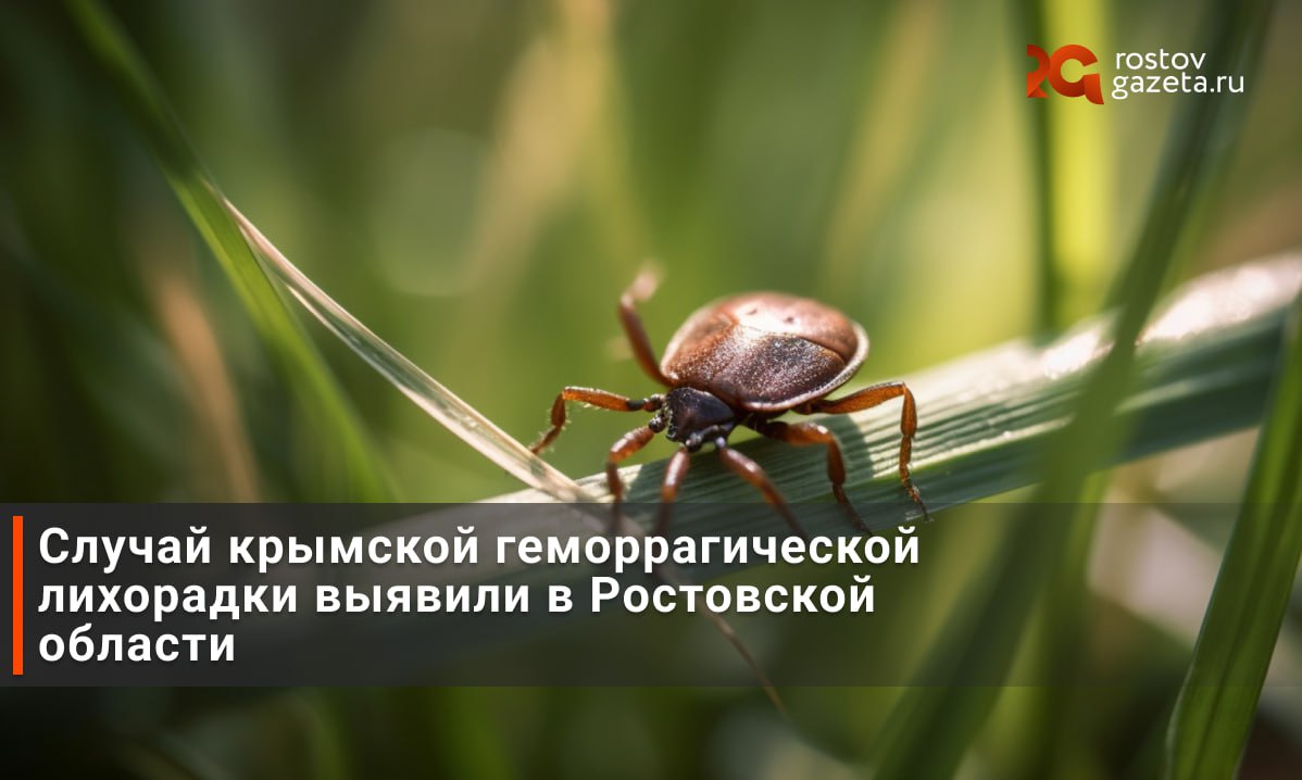В Ростовской области выявили заболевшего крымской геморрагической лихорадкой. Это житель Дубовского района. Он подхватил болезнь, когда снимал клещей с коровы голыми руками. Мужчина госпитализирован, его состояние уточняется. Крымская геморрагическая лихорадка — серьёзное инфекционное заболевание. Смертность от него составляет от 2 до 50% — особенно если не начать лечение вовремя. Кроме того, в регионе также отмечены случаи заражения и другими болезнями, которые переносят клещи: иксодовым клещевым боррелиозом болезнь Лайма и коксиеллезом. RostovGazeta