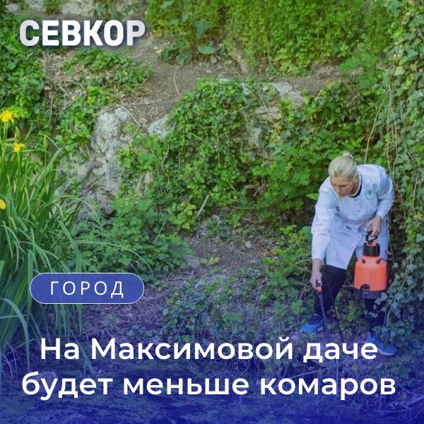 Пруды на Максимовой даче обработали от комаров.   Специалисты говорят, что это безопасно для природы, но численность насекомых заметно снизится.   Таким образом, посетителям будет комфортно на Максимовой даче и их не будут беспокоить насекомые.  Работы проводят в три этапа.   Читайте Севкор