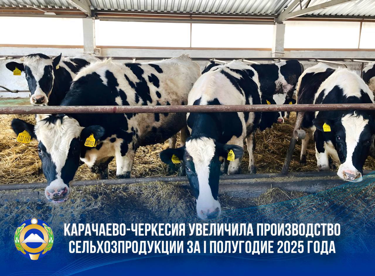 В КЧР продолжается реализация задач по импортозамещению, поставленных Президентом России Владимиром Путиным  Особое внимание - развитию сельского хозяйства и наращиванию объемов местной продукции  ⏩Республика стабильно увеличивает сельхозпроизводство: за I полугодие 2025 года объем вырос на 4,4% по сравнению с аналогичным периодом прошлого года.  «Динамично развивается животноводство: с начала 2025 года произведено 31 тыс. тонн мяса - на свыше 20% больше, чем в прошлом году. Основной рост обеспечили сельхозорганизации, увеличившие производство скота и птицы на свыше 52%, а реализацию - на почти 50%. Сейчас в республике полным ходом идет уборка зерновых культур: уже убрано - на площади свыше 15 тыс. га из запланированных на этот год 22 тыс. га», – сообщил в своем телеграм-канале Глава КЧР Рашид Темрезов.