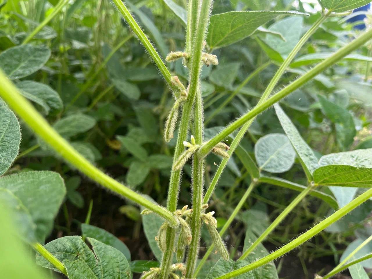 Саратовские аграрии установили исторический рекорд по валовому сбору сои По оперативным данным на 28 октября собрано 153 1 тыс тонн с 88 площадей Прошлый рекорд равный 125 9 тыс тонн был установлен в предыдущем сезоне сообщается в телеграм канале Минсельхоза региона  Средняя урожайность превышает прошлогоднее значение на аналогичную дату на 34 2025 год 20 6 ц га 2024 год 15 4 ц га по информации министерства По посевным площадям сои Саратовская область занимает третье место в Приволжском федеральном округе За последние пять лет площадь выросла втрое с 28 4 тыс до 85 тыс га Этому способствует работа по развитию мелиоративного комплекса применение технологии орошения при возделывании и новых перспективных российских сортов сои отметили в областном Минсельхозе agroexpert Наши каналы