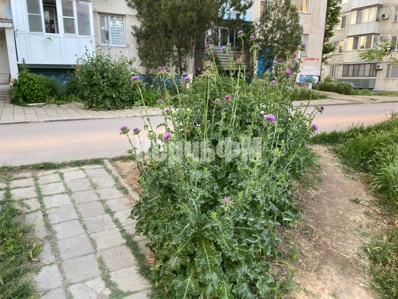 Во дворах домов по улице Буденого в Керчи некошеная трава Жители МКД по улице Буденного жалуются на заросли травы во дворах, передает КерчьФМ. Управляющие компании на жалобы не реагируют. КРЭС покосил траву возле своей ТП, расположенной тут же. Сигнал от жителей района поступил вчера вечером. «К празднику коммунальщики сделали нам настоящий подарок. Траву в нашем дворе, наконец, скосили«,- сообщили час назад жильцы дома № 30 по улице Буденого... подробнее