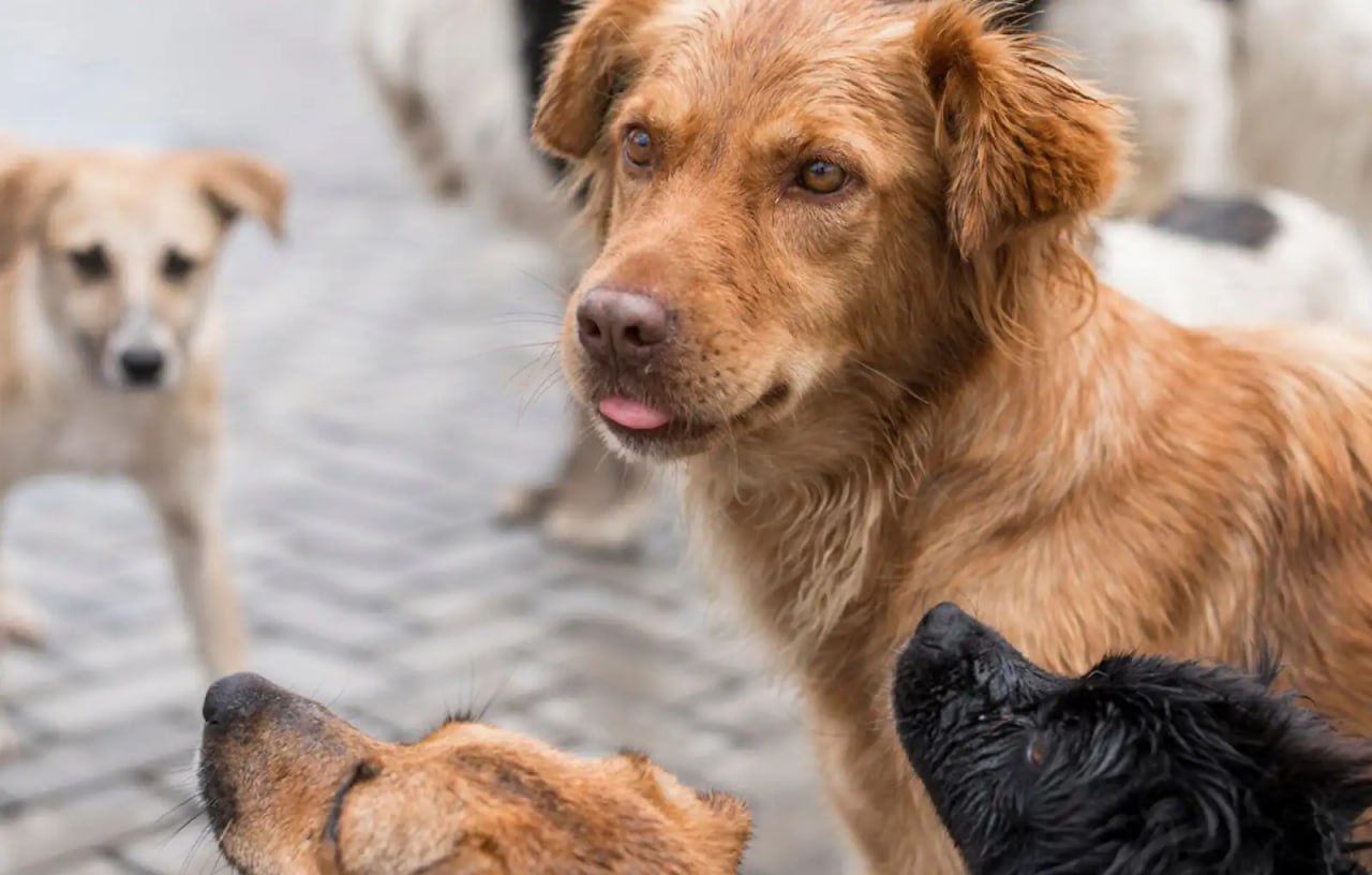 В Госдуме предлагают ввести в России институт региональных инспекторов по ответственному обращению с животными которые должны помимо всего прочего противодействовать догхантерам Инициативу депутатов в беседе с Ридусом оценила юрист и зоозащитник основатель фонда Забытые животные Анастасия Комагина Уже имеющиеся общественные инспектора по ответственному обращению с животными которым выдает удостоверение Минприроды достаточно беззубы Они могут собирать информацию обращаться с заявлениями но фактически все эти полномочия может осуществлять и обычный гражданин без корочки сказала Комагина Ридусу   www ridus ru n 793668 ridusnews