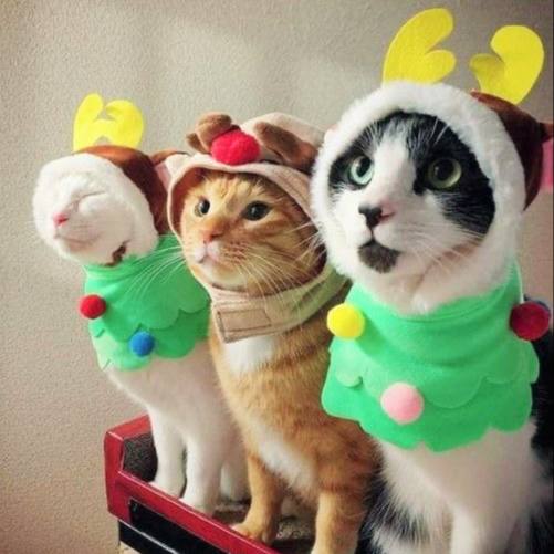 Россиянам рекомендовали встречать 2026 год в огненной цветовой гамме Эксперт моды Беатрис Малахова рассказала что для этого подойдут красный золотой медный и бордовый Женщинам стоит встречать Новый год в платье из шелка или бархата а мужчинам подойдет костюм глубокого винного или теплого шоколадного оттенка с ярким акцентом Подписаться Написать нам