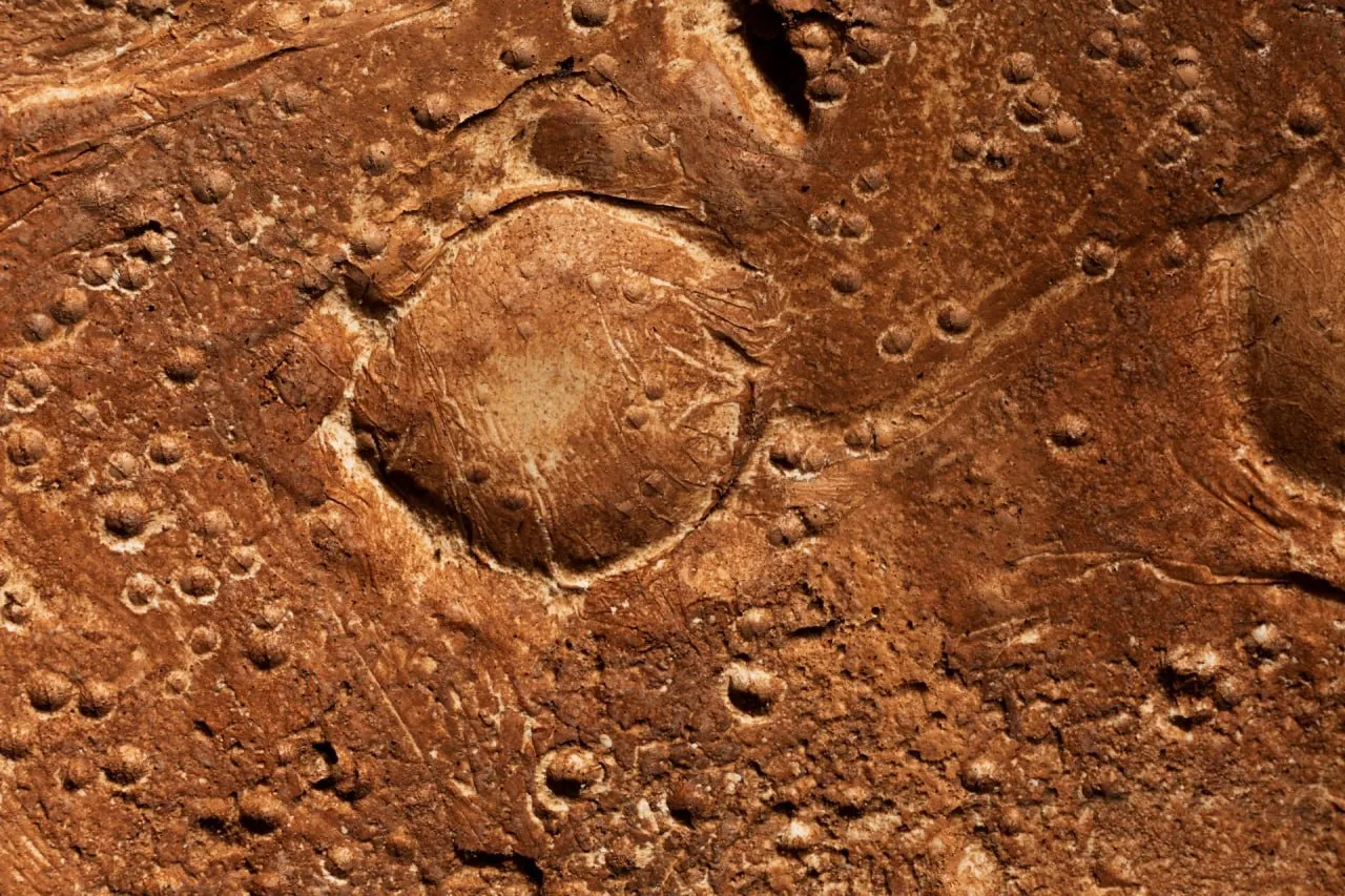 Марсоход Curiosity выявил в марсианской породе комплекс органических молекул часть из которых содержит азот В далёком прошлом химическая среда планеты могла быть подходящей для возникновения жизни считают в NASA Фото freepik com