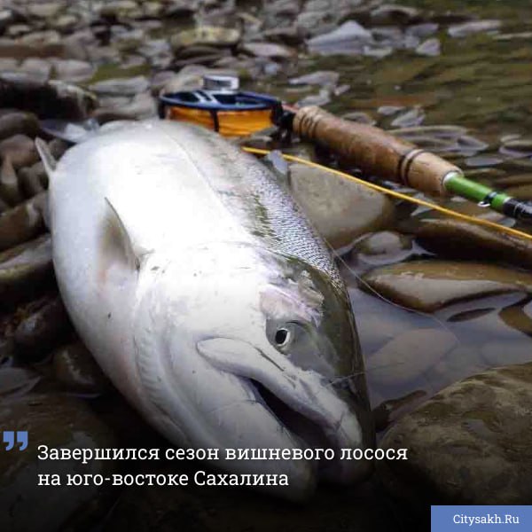 Сезон ловли ценной симы на одном из ключевых побережий Сахалина подошел к концу, однако у рыбаков еще есть шанс отправиться за трофеями в другие районы острова.
