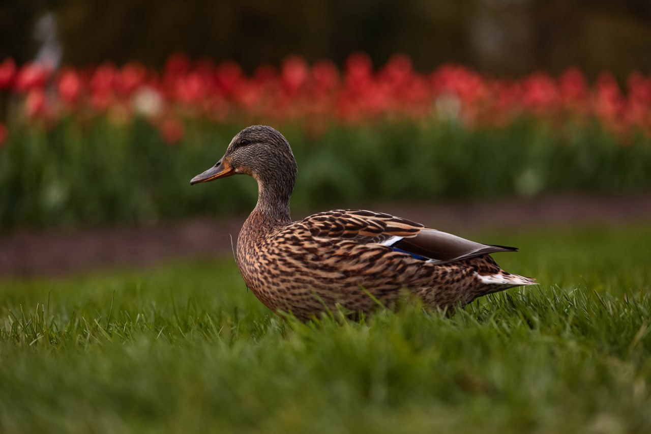 Для садов и парков Петербурга в 2026 году закупят 60 единиц техники Об этом в среду 29 октября сообщил губернатор Александр Беглов на заседании городского парламента На благоустройство Петербурга в ближайшие три года направят 17 8 млрд рублей Александр Беглов напомнил что комфорт и уют в городе это один из 10 приоритетов развития Петербурга Фото Дарья Каменская Город Подпишись на Город