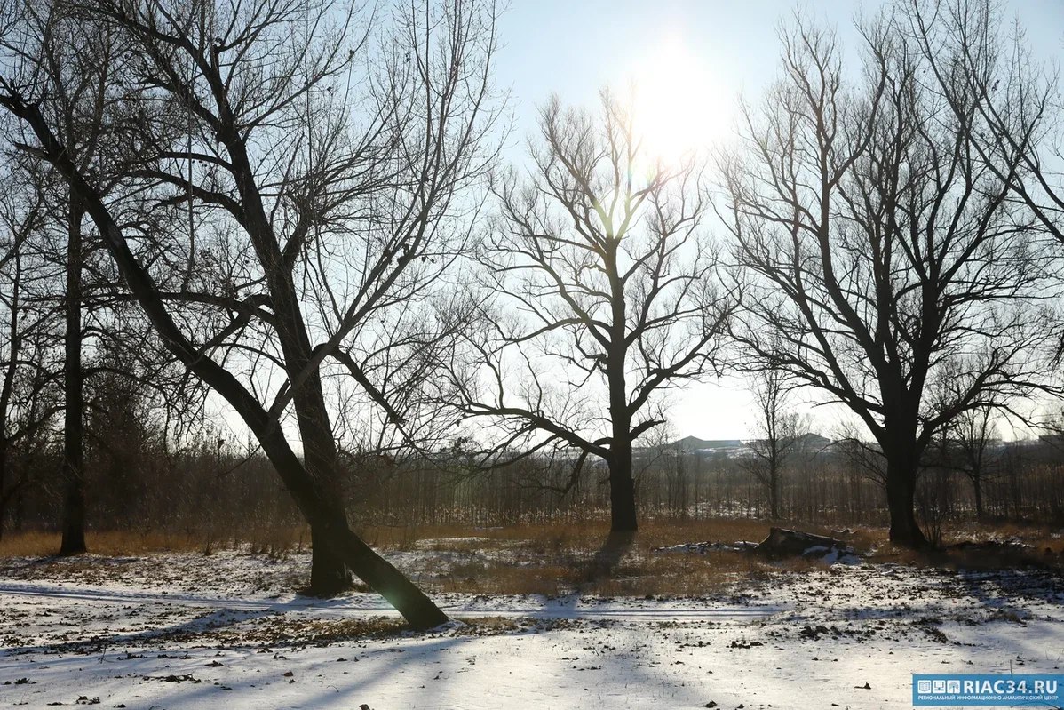 Волгоградцы собирают грибы даже под снегом С наступлением календарной зимы грибники всё ещё находят синеножки и зонтики в Среднеахтубинском районе А вчера 2 декабря в Иловлинском районе прямо под снегом насобирали несколько вёдер крепеньких зеленушек И не замедлили сообщить об этом в тематическом ВК сообществе Подписывайтесь на тот самый легендарный РИАЦ