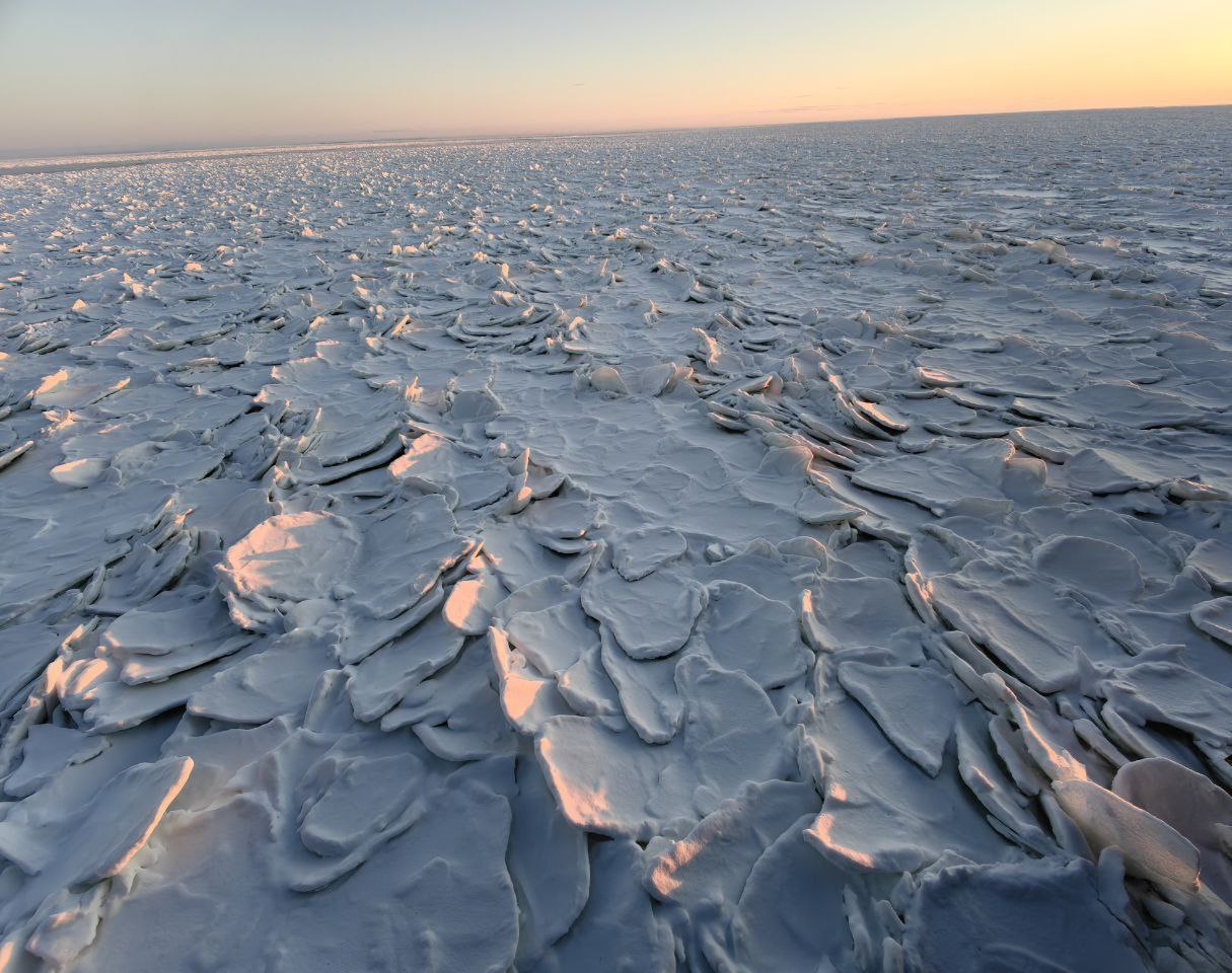 Чешуя дракона Сейчас в Енисейском заливе можно увидеть лед вот такой замысловатой формы Он напоминает чешую Творцом такого необычного льда стал ветер Его сильные порывы поднимали лед с поверхности залива а мороз быстро схватывал открывшуюся воду Лед упирался в береговую линию наползал друг на друга Вот и весь секрет необычной формы Специалисты называют такой лёд чешуйчатым а кто то даже сравнивает с чешуёй дракона Фото старшего помощника капитана универсального атомного ледокола Урал ФГУП Атомфлот Ильи Салина Atomflot official