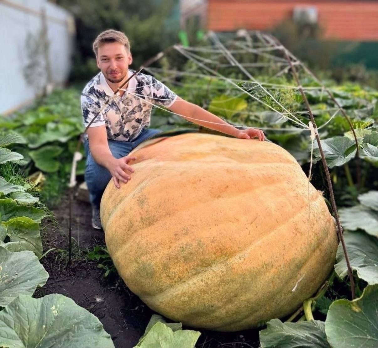 В Татарстане выросла тыква гигант весом в 330 килограмм Әкәмәт imenno116
