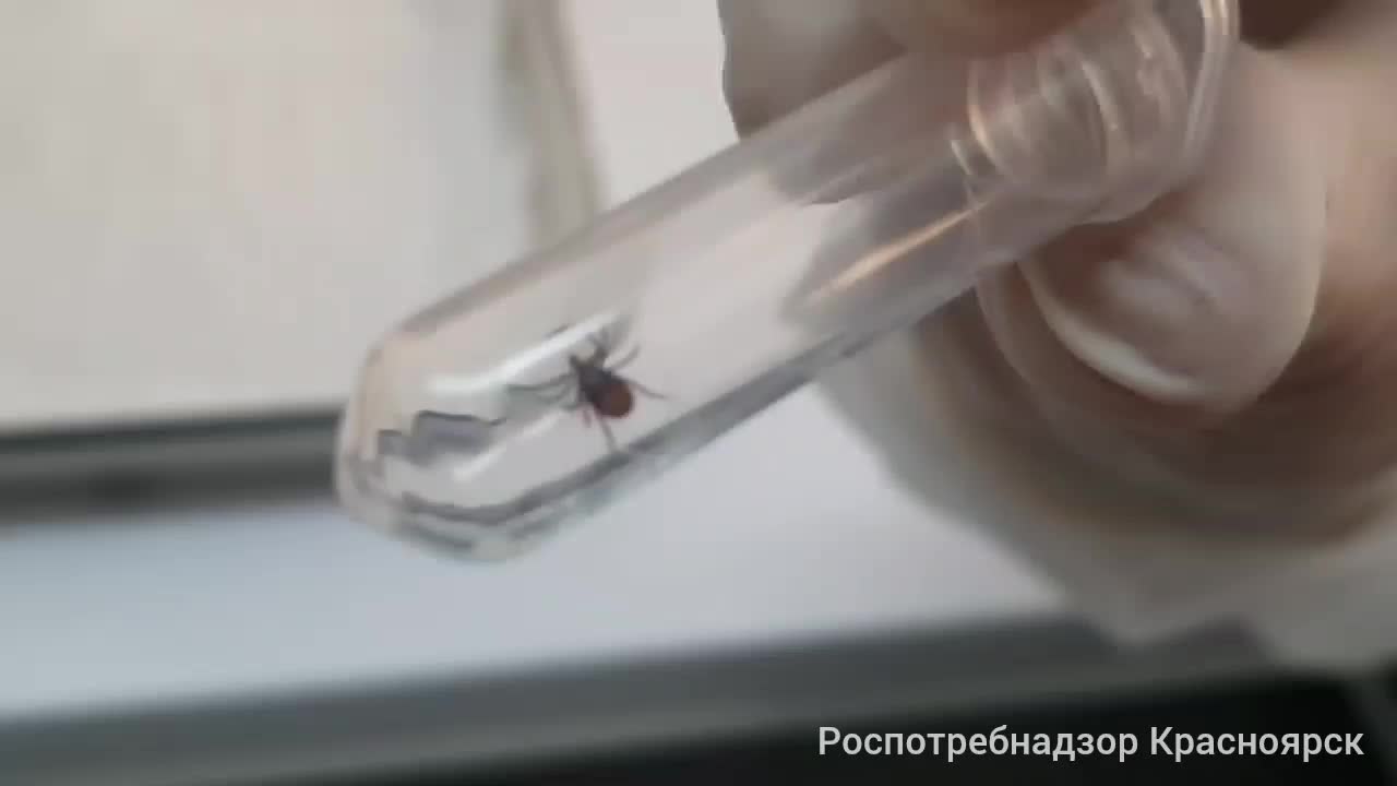 Увеличение случаев укусов клещей в Краснодарском и Красноярском краях
