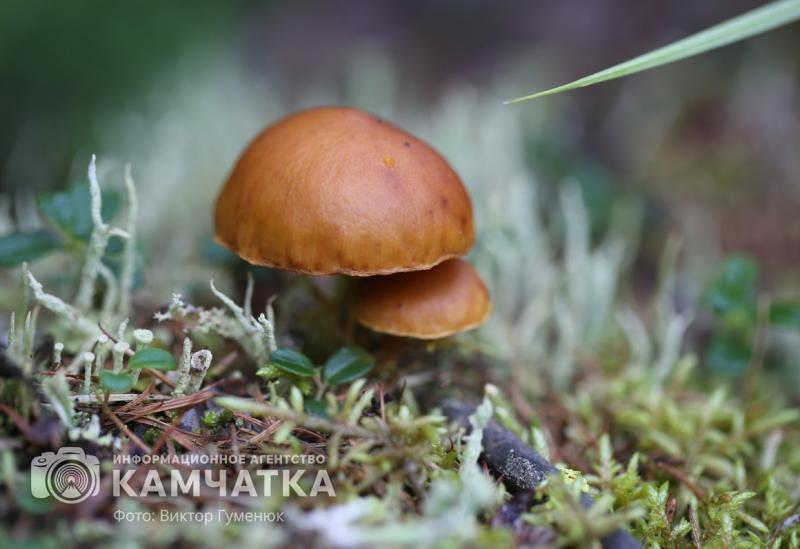 Пропавшего грибника продолжают искать на западе Камчатки Информация о пропаже поступила спасателям вечером 11 сентября Мужчина потерялся в районе подвесного моста примерно в 5 км от Усть Большерецка Три товарища собирали дикоросы и как водится употребляли Один пошел к машине пораньше Когда его коллеги подошли к машине товарищ пропал Поискали сами результата нет Вызвали помощь Полиция и спасатели ПСЧ КГКУ ЦОД искали в темноте безуспешно написал Лебедев на своей странице ВКонтакте В пятницу в поисках грибника уже используют квадрокоптер для охвата труднодоступных участков и повышения шансов на обнаружение мужчины Подписаться Прислать Чат