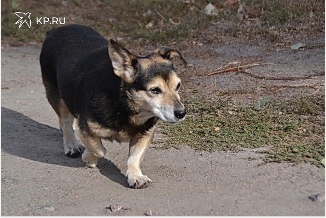В пяти дачных поселках Воронежа установили карантин из за бешеной собаки В части Советского района Воронежа вводят карантин из за бешеной собаки Больное животное обнаружили на улице Лесной в СНТ Дон Неблагополучной признали территорию в радиусе 500 метров от очага заражения В нее попали кроме Дона территории еще четырех садоводческих товариществ Объединение Лесовод 2 Заветы Мичурина Железнодороджник 2 Ограничительные мероприятия согласно указу губернатора который сейчас проходит антикоррупционную экспертизу продлятся до 12 февраля 2026 года включительно