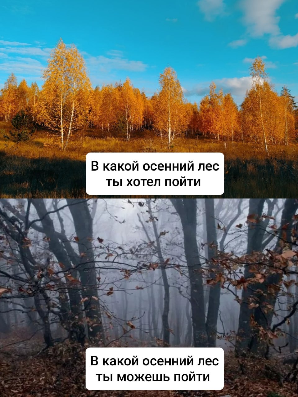 Идите лесом Теперь можно В Саратовской области с сегодняшнего дня отменен запрет на пребывание граждан в лесах введенный ранее из за высокой пожарной опасности Об этом сообщили в министерстве природных ресурсов и экологии региона Тем не менее на территории региона продолжает действовать до 31 октября особый противопожарный режим Запрещено разжигание костров в лесном фонде и на сопредельных территориях проезд транспортных средств в лесные массивы кроме проезда по дорогам общего пользования и проезда для обеспечения охраны лесов проведение культурно массовых мероприятий