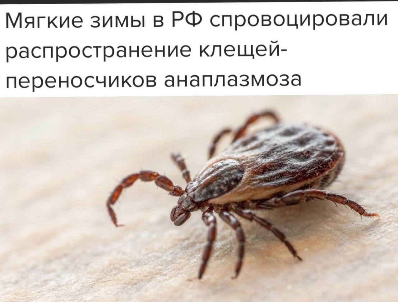 «Мягкие зимы в РФ спровоцировали распространение клещей-переносчиков анаплазмоза»: Еще один вид клещей добрался до Москвы. «Раньше анаплазмоз встречался только в южных и восточных регионах, но теперь клещи-переносчики добрались до центральной России. Расширение ареала связано с более мягкими зимами. Сезон активности клещей увеличивается, но новых мутаций у возбудителя пока не обнаружено. Ученые не исключают, что при дальнейшем потеплении анаплазмоз может стать эндемичным для всего Центрального региона. После укуса инфицированного клеща болезнь может протекать бессимптомно, но иногда появляются температура, слабость и анемия, которые проходят за месяц»