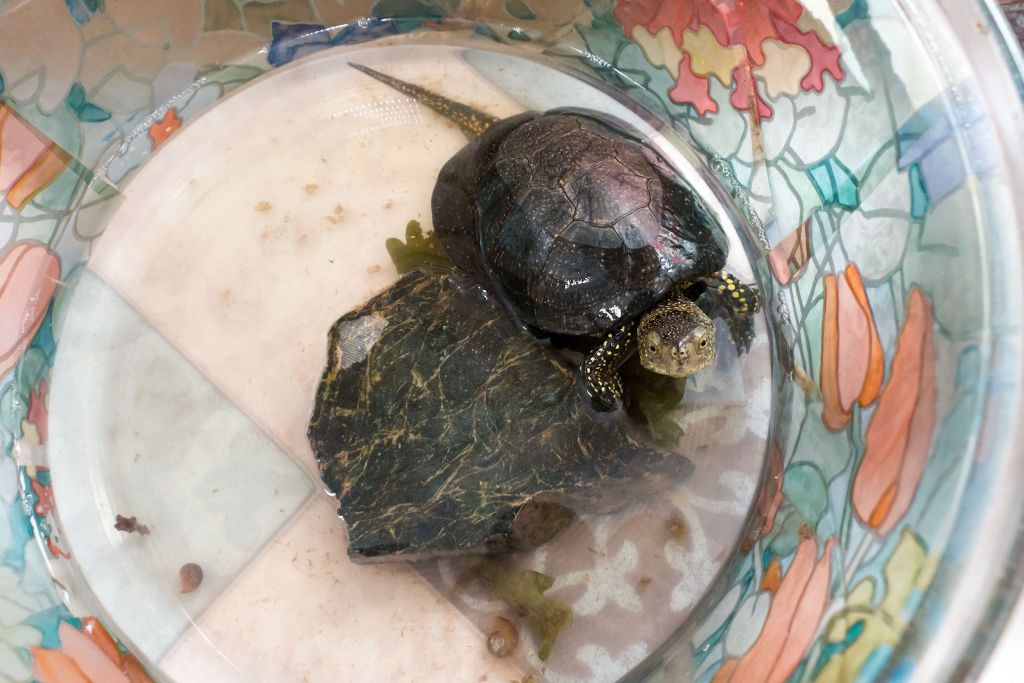 На Южном Урале объявили конкурс детских рисунков посвященный защите животных   gubernia74 ru articles news 1137519 В честь Международного дня прав животных который отмечается сегодня 10 декабря в Челябинской области решили впервые провести тематический конкурс детских рисунков Защита животных глазами детей Как отмечают в министерстве экологии Челябинской области это поможет привлечь внимание к охране животных и сформировать бережное отношение к природе у подрастающего поколения   t me chgub