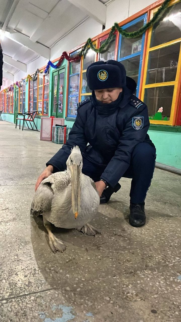 Как редкий пеликан оказался на морозе в Семее и кто его спас В Семее местная жительница спасла пеликана обнаруженного на улице в районе острова между двумя частями города Для этих широт зимой такая птица большая редкость При ночных морозах до 25 и дневных до 18 градусов шансы пернатого выжить без помощи были минимальны Женщина передала найденную птицу сотрудникам полиции после чего краснокнижного пеликана доставили в местный биологический центр Сейчас он находится под наблюдением специалистов и проходит реабилитацию Пеликаны занесены в Красную книгу Казахстана и обычно зимуют в тёплых регионах в Средиземноморье на Ближнем Востоке или в Северной Индии Как именно этот экземпляр оказался в Семее в разгар декабря пока остаётся загадкой Подпишитесь на AsiaToday