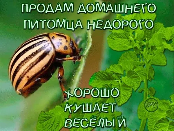 Штраф до 20 тысяч рублей может грозить за неправильную обработку дачи или садового участка от вредителей РИА Новости